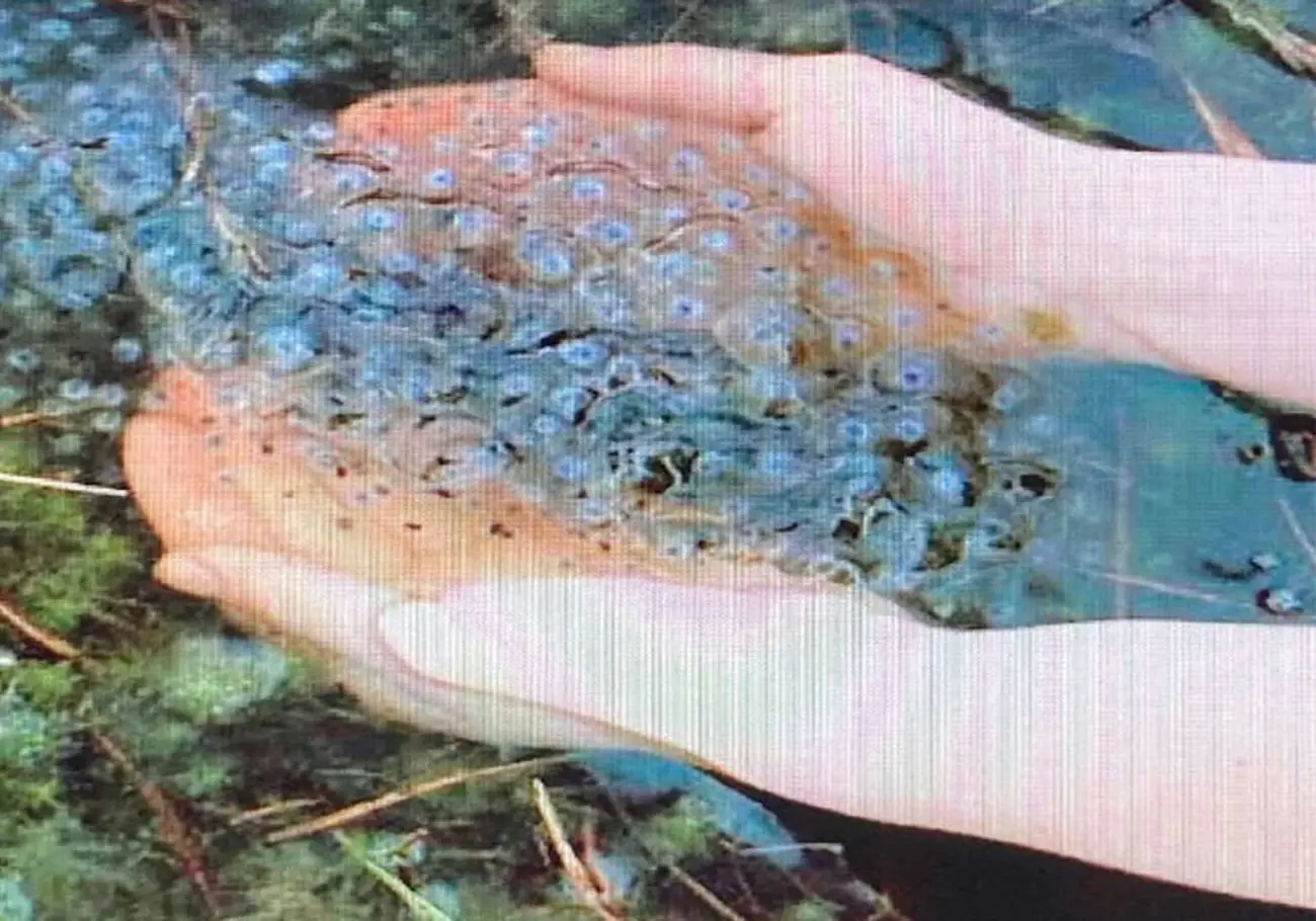 Pleroma