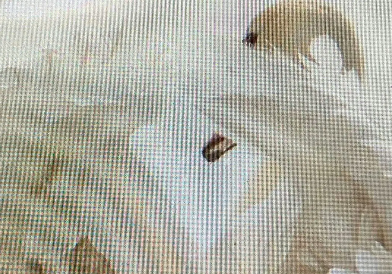 Pleroma