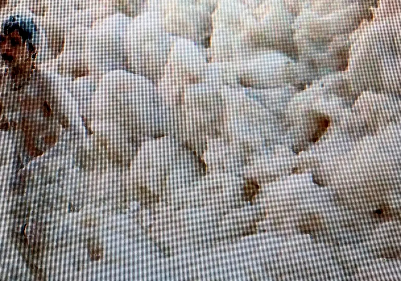 Pleroma
